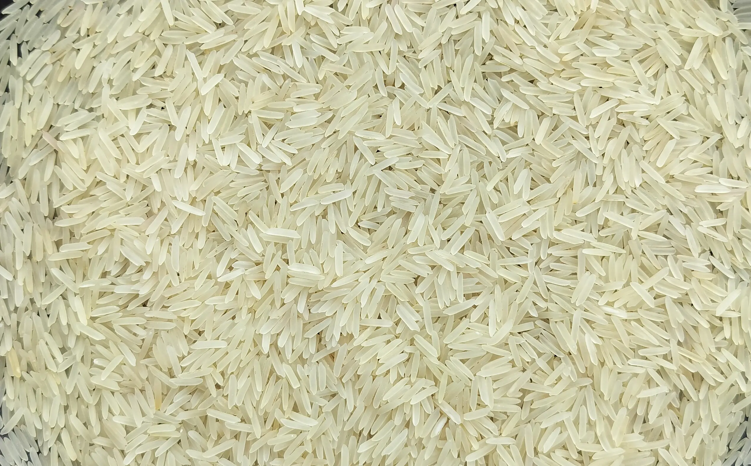 1509 Basmati Rice